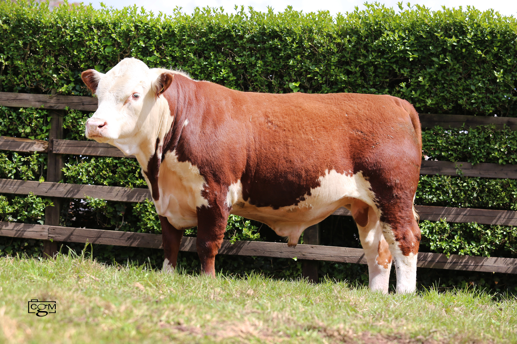 Read more about the article Glenvale 1 Entertainer sells for 3100gns