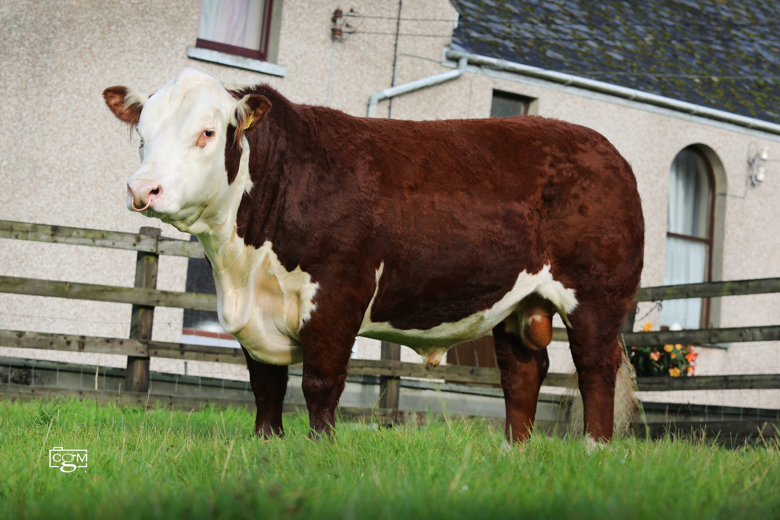 Read more about the article Elwyn sells for 3000gns at Shrewsbury