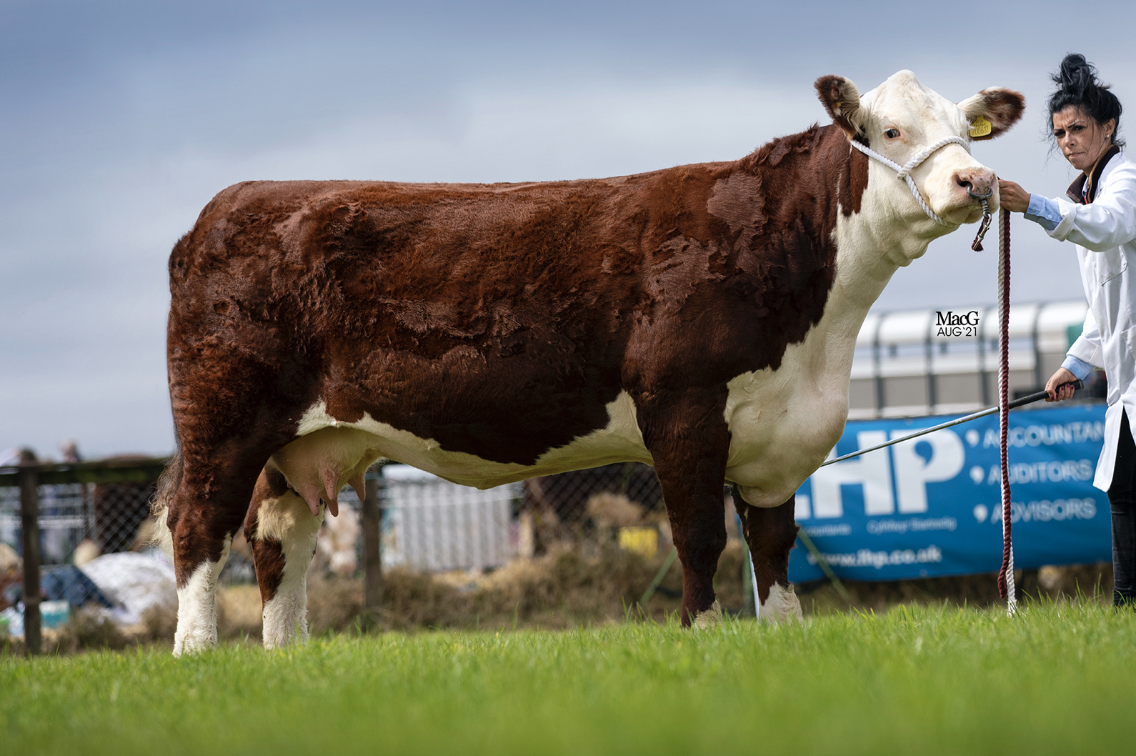 Read more about the article Glenvale 1 Polly 617 wins senior cow class at Pembrokeshire Show