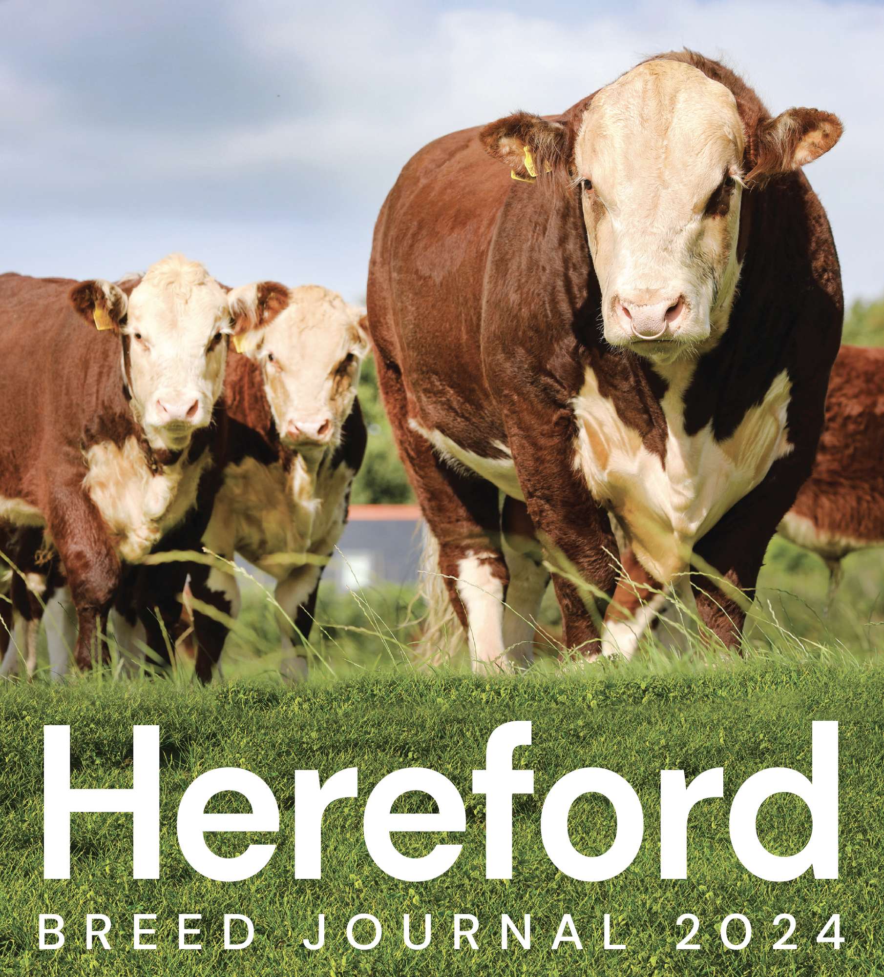Read more about the article Studdolph makes the cover of the 2024 Breed Journal