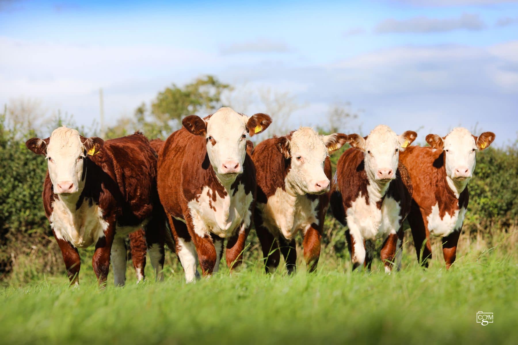 Read more about the article Dyfed Hereford Breeders Club dinner 2024